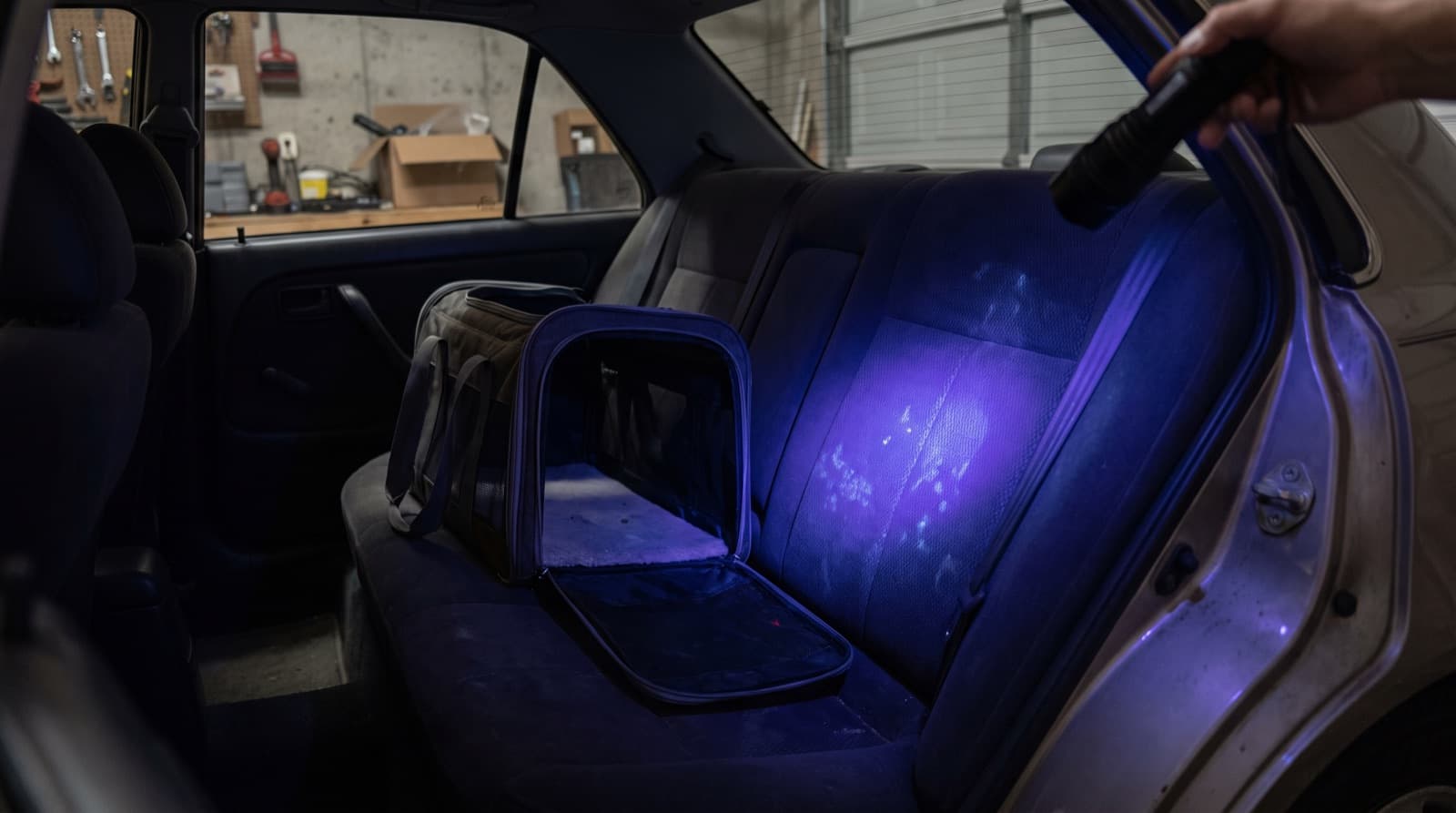 A UV flashlight lights up a dried cat urine stain on a cloth back seat next to a pet carrier